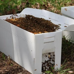 Over Wintered 5 Frame Nuc